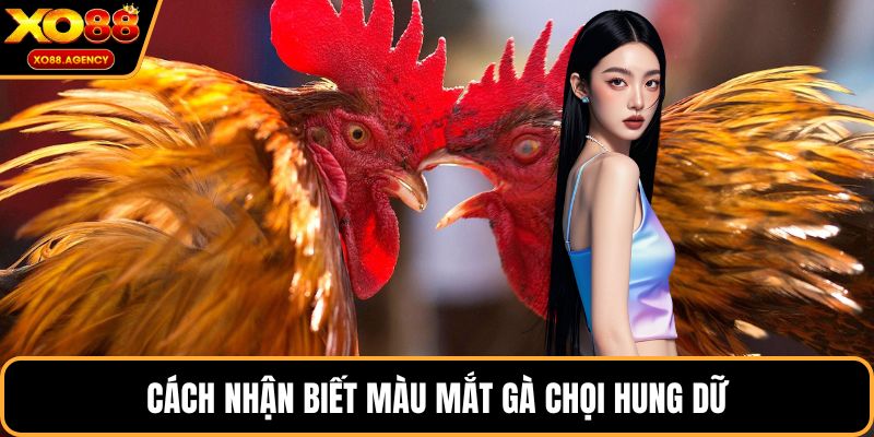 Cách nhận biết màu mắt gà chọi hung dữ