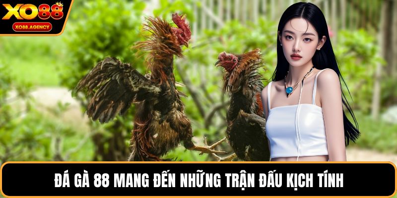 Đá gà 88 mang đến những trận đấu kịch tính