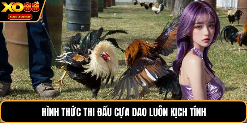 Hình thức thi đấu cựa dao luôn kịch tính