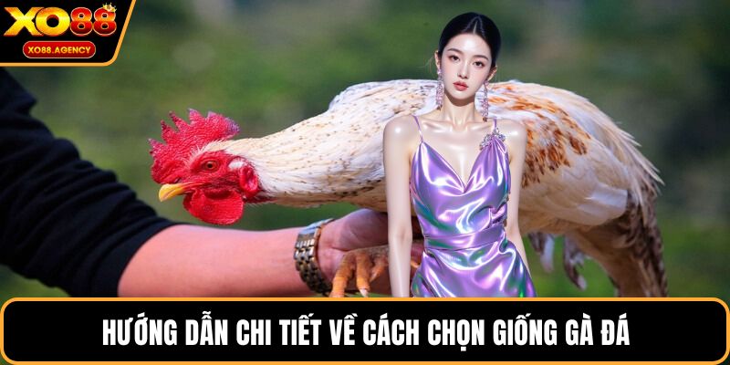 Hướng dẫn chi tiết về cách chọn giống gà đá