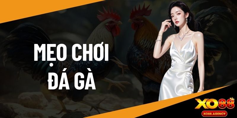 Mẹo chơi đá gà